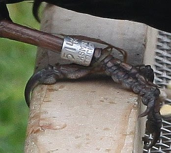 Starling Ring