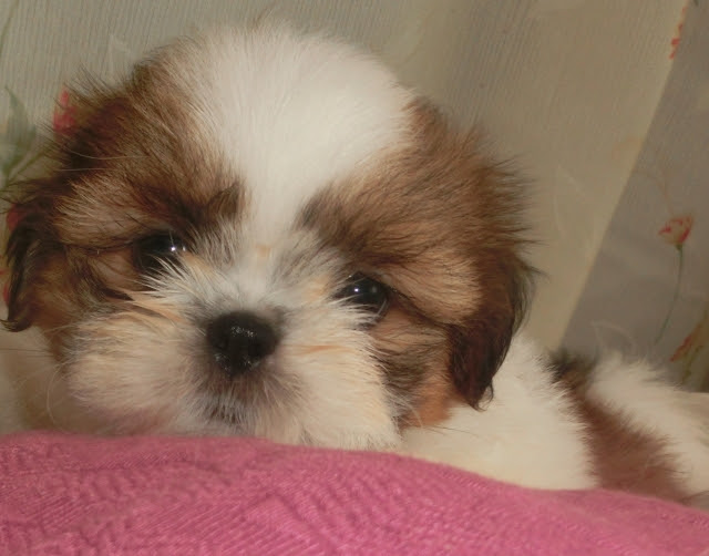 賢いけどちょっと頑固なところもかわいい シーズーの子犬の育て方のコツをご紹介