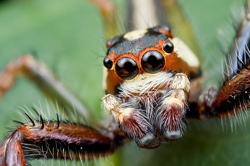 male telamonia sp jumping spider IMG_8305 copy
