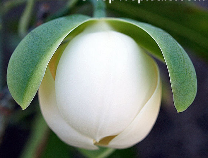  Bunga  Cempaka  Telur Putih Malaysia Online Plant Nursery