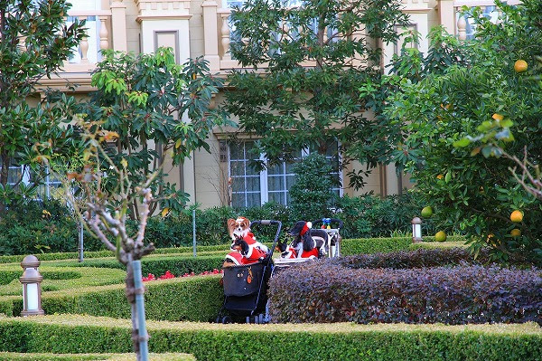 クリスマス撮影会 ディズニーリゾート パピヨン こころの素敵な１日 ｐａｒｔ ４