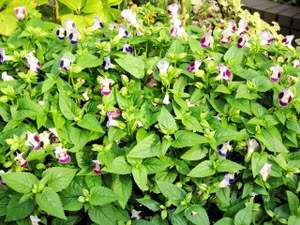 夏の花 トレニア 花と旅のあるくらし