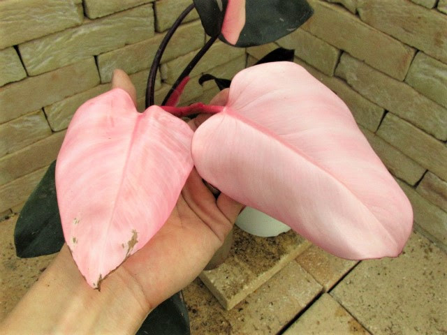 フィロデンドロン ピンクプリンセス P Pink Princess 極彩フィロデン 希少植物の販売 アグラオネマ専門販売店 アグラオネマ本舗