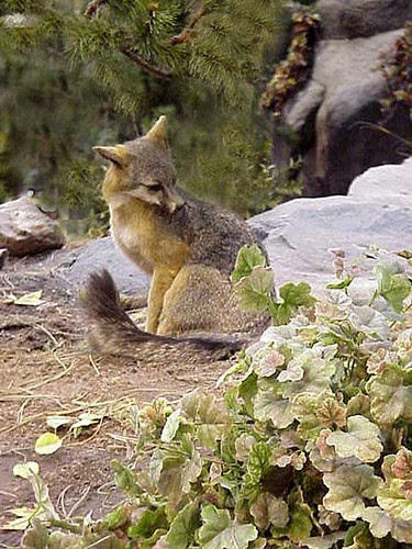 Gray Fox