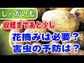 コレクション じゃがいも 栽培 花 摘む 201652-じゃがいも 栽培 花 摘む