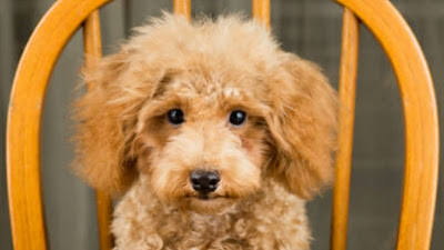 Dog Food To Put On Weight