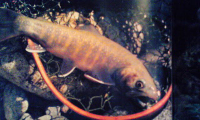 食い道楽 渓流魚 蝶屋 Tefu Ya のブログ
