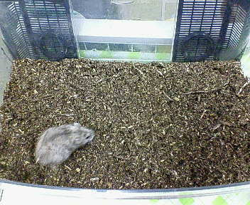 ハムスター土飼育日記 不定期版 いるまんのまいにち