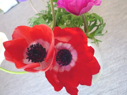 アネモネの花言葉 花言葉事典