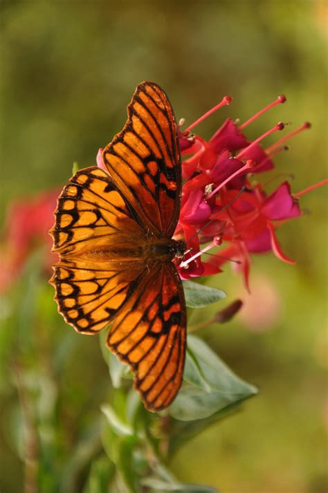 We like him well enough,. The 20 Most Beautiful Flowers In The World - Best