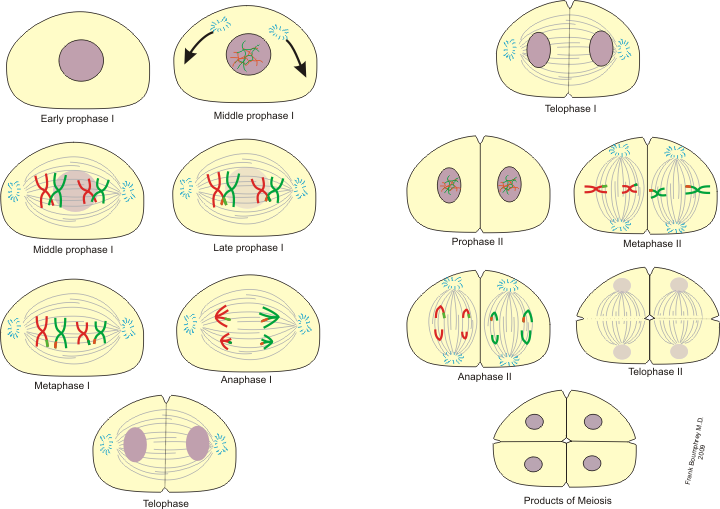meiosis and mitosis. [edit] Meiosis