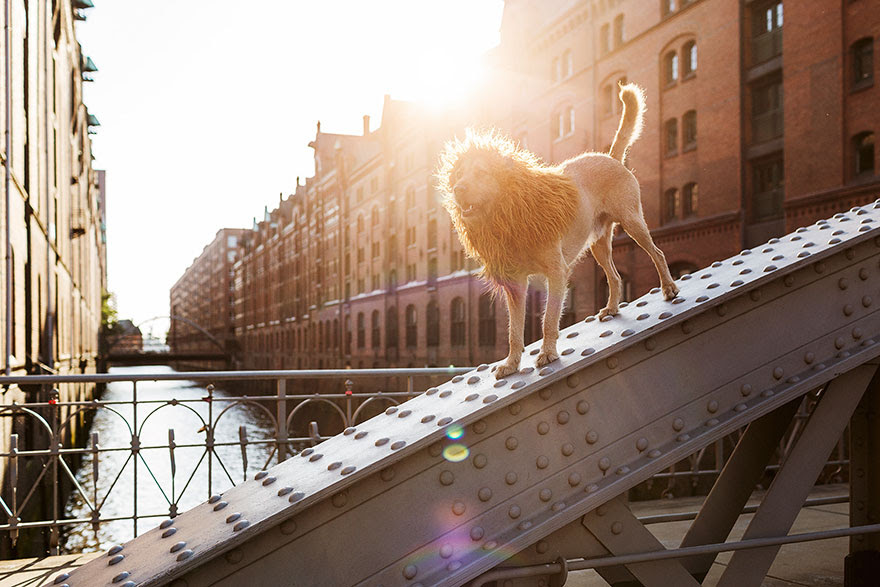 stray-dog-big-city-lion-grossstadtlowe-julia-marie-werner-12