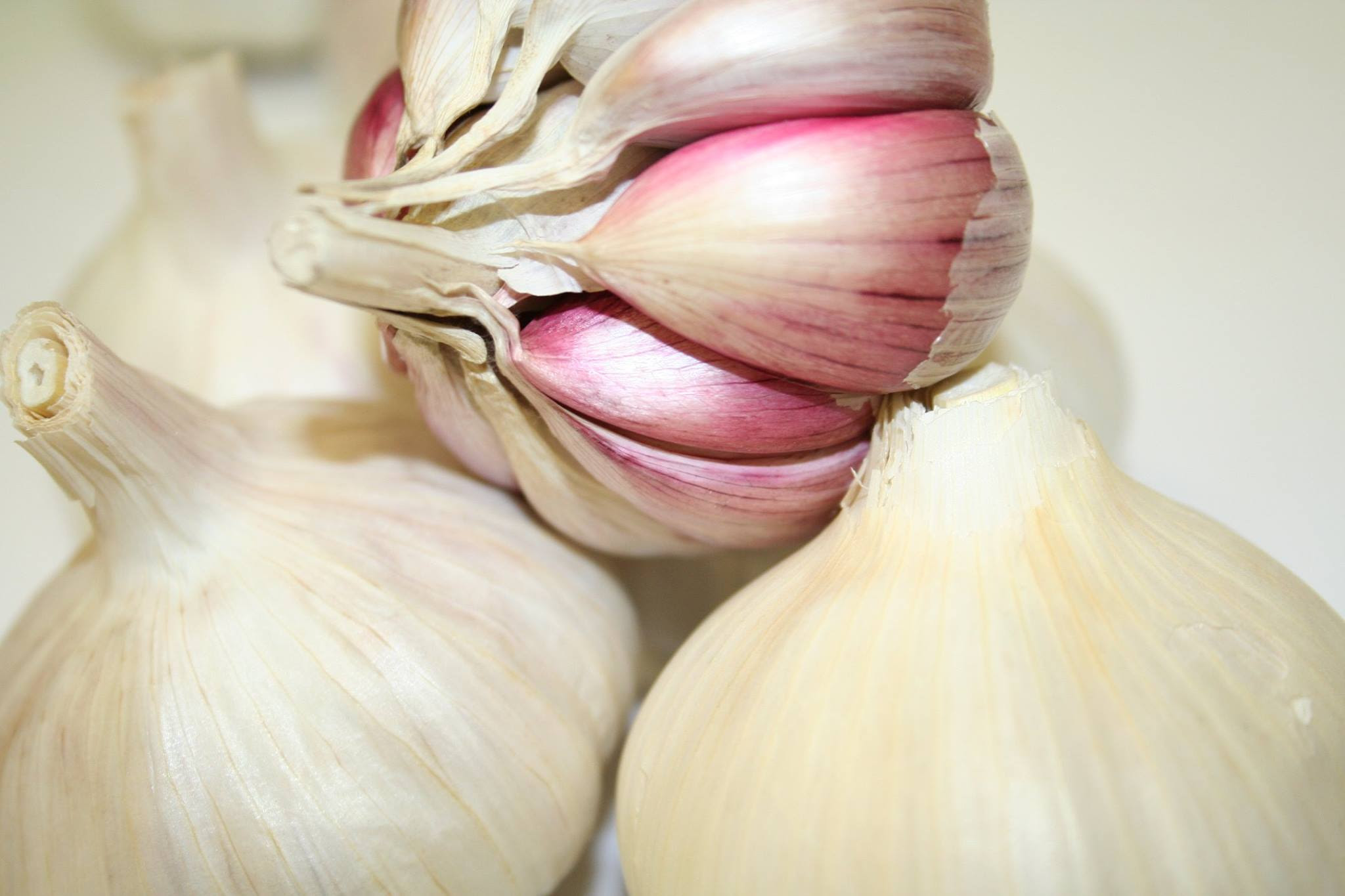 ソーキ 有機にんにく