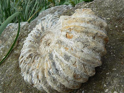 ammonite.jpg