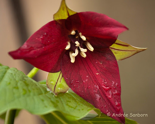 Purple Trillium (Trillium erectum)-13-1.jpg