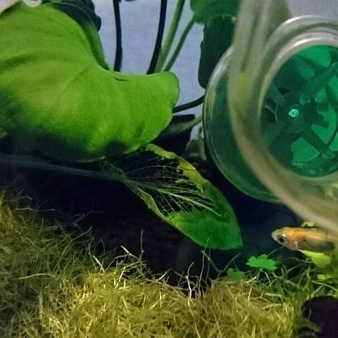 追求 快適な金魚鉢飼育 その４ セキセイインコの気になる