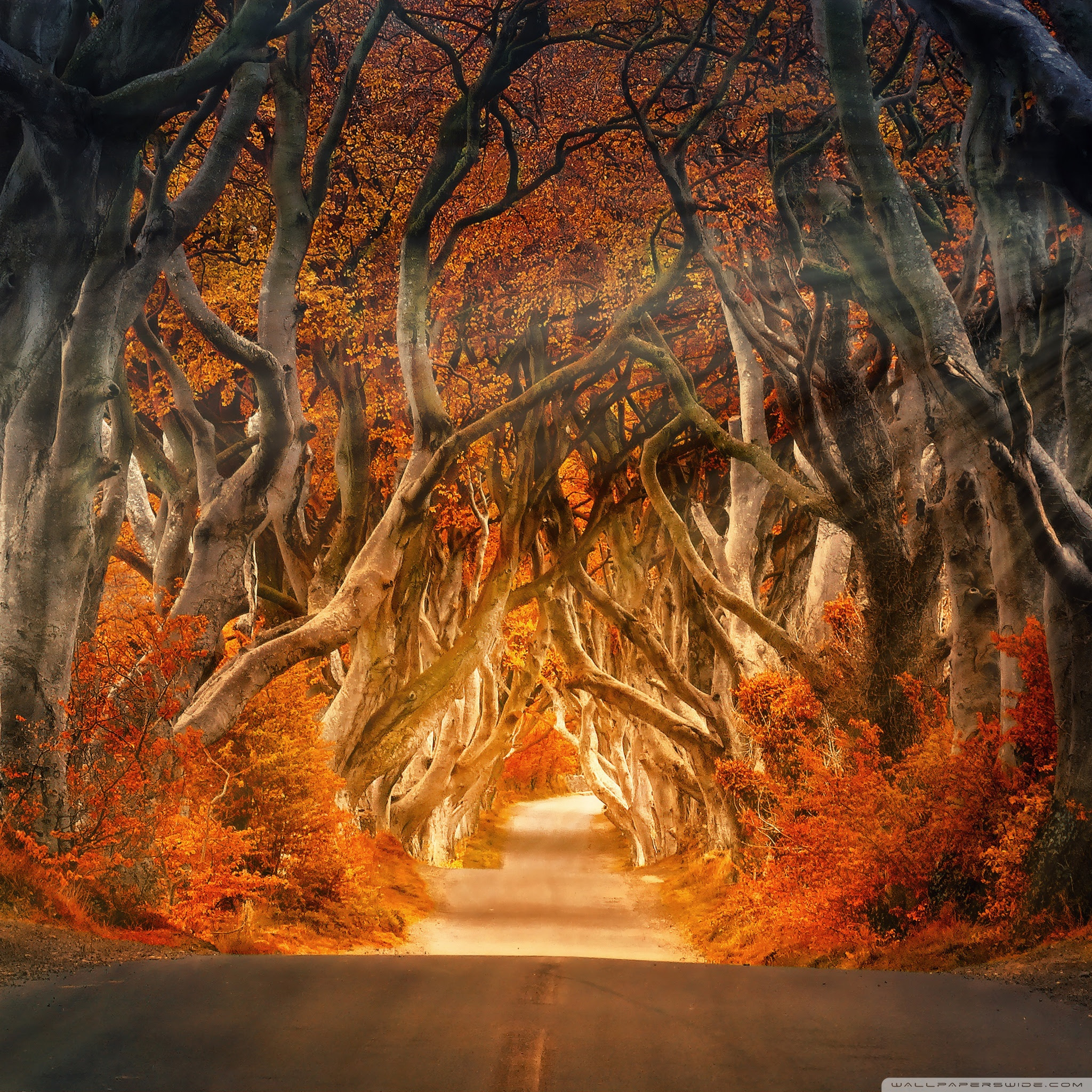 Autumn Aesthetic Ultra Hd Desktop Background Wallpaper For 4k Uhd Tv Widescreen Ultrawide Desktop Laptop Tablet Smartphone