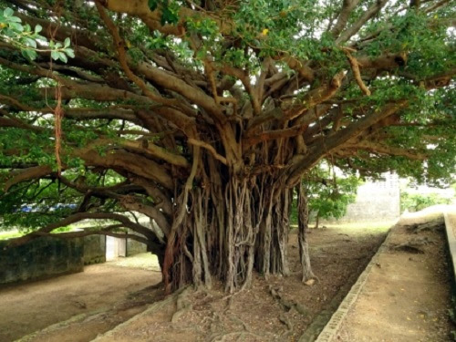 ガジュマルを植え替えてから落葉する原因と対処方法とは ガジュマル図鑑