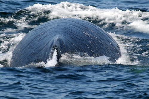 Whale coming up like a submarine