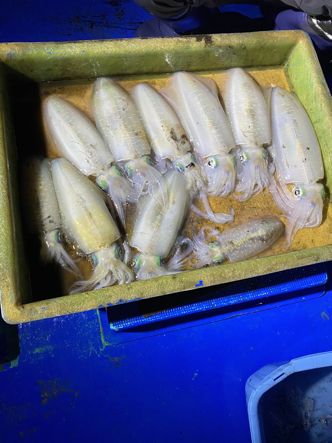 アオリイカの釣果 年12月12日 赤沼丸 千葉県 洲崎栄の浦港 ベリー釣船予約