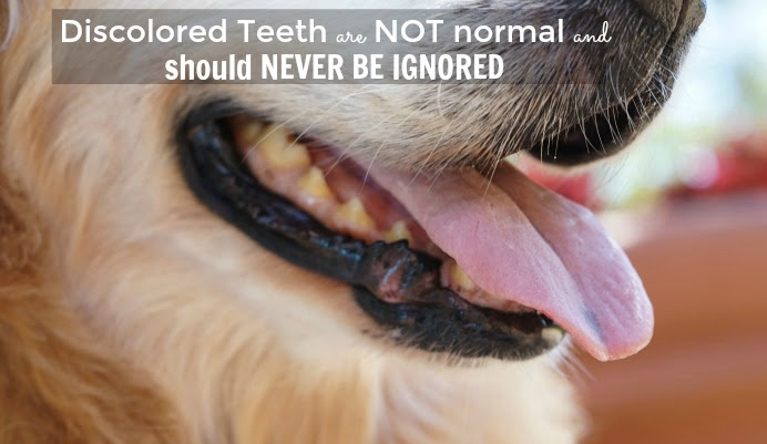 Learn How To Maintain Your Pet Dental Health #bluestempets ...