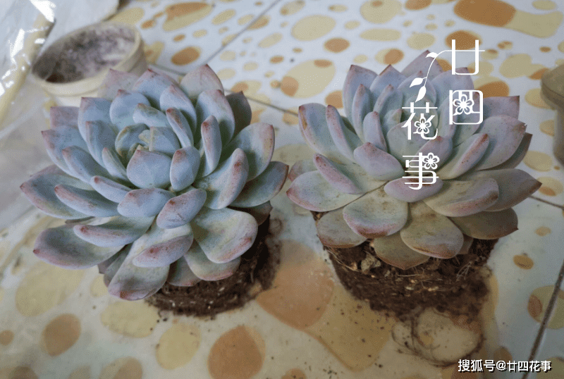 多肉植物上盆 到底用干土 还是潮土 来看6年老肉友的经验分享 根系