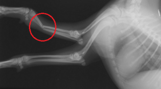 わんちゃんの足の骨折 エースくん 鹿児島市鴨池の動物病院 中央愛犬病院