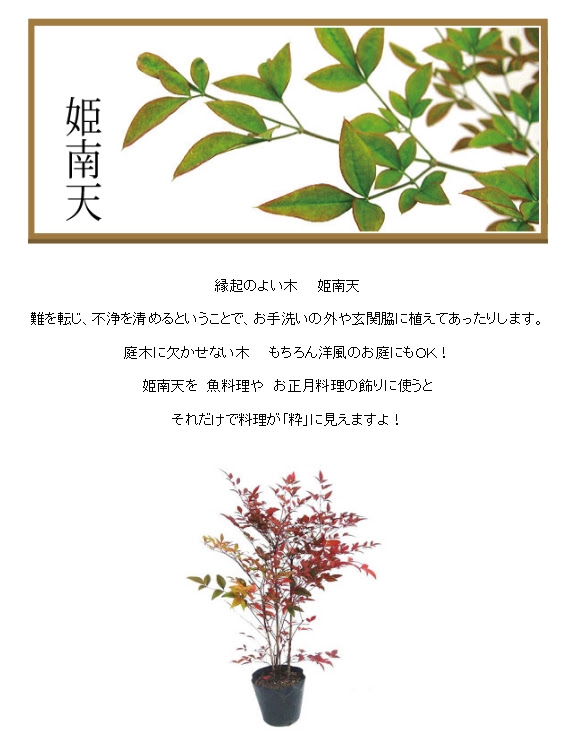 ひまわり農園 姫南天 赤実 0 4m 5本セット