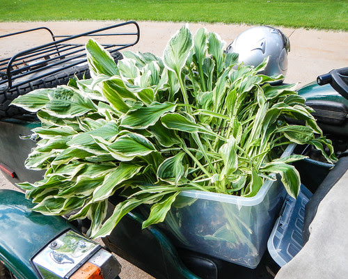Ural Hauling Hostas