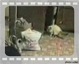 funny cats 2. Photobucket | funny cat