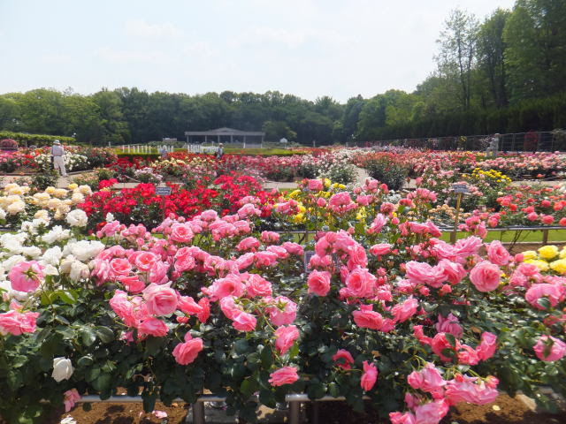 神代植物公園のバラその１