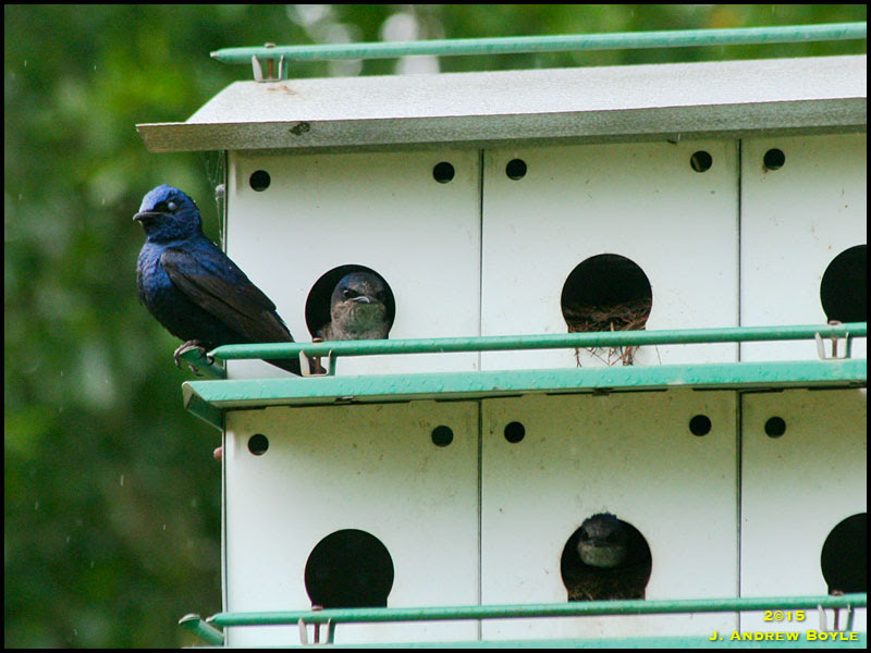 Purple Martin