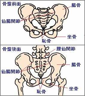 骨盤のゆがみ 骨盤矯正