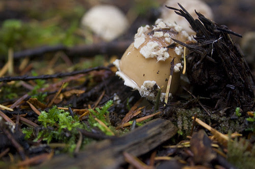 amanitas