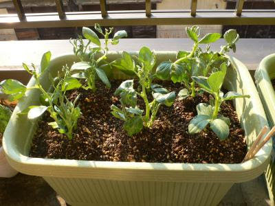 空豆栽培 プランターでじわじわと成長中 2月19日撮影 ｇｏ 家庭菜園