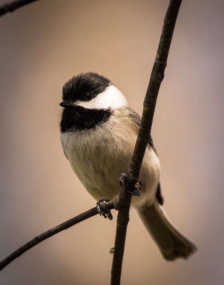 Here the final image is cropped and the corners of the image were darken in true Ansel Adams style to keep the views eye from wander out of the image.