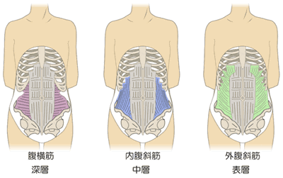 身体の構造 スタッフブログ