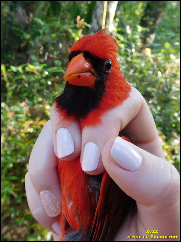 Northern Cardinal