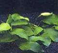 Anubias barteri