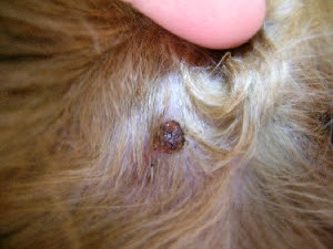 老犬のイボ レーザー処置 北千里動物病院 大阪府箕面市