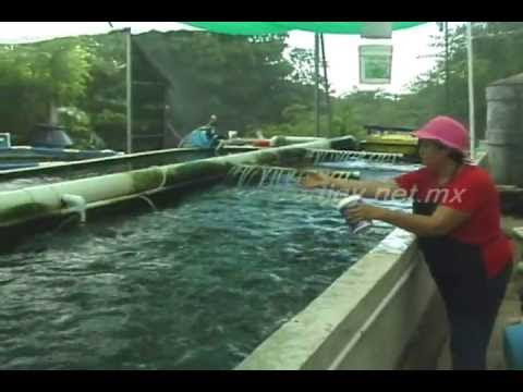 RAS SYSTEM FOR TILAPIA GROW - YouTube