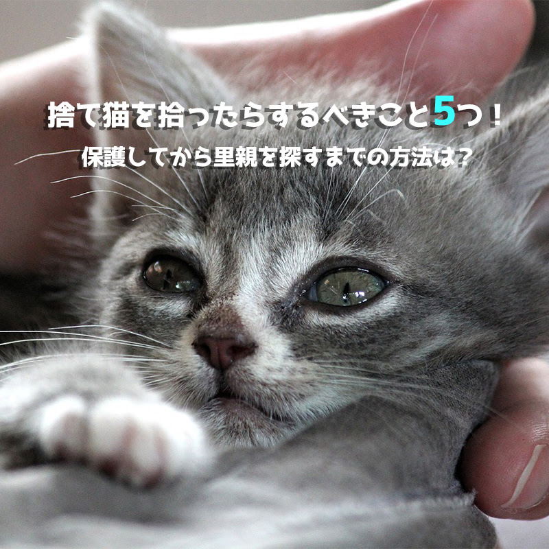 捨て猫を拾ったらするべきこと5つ 保護してから里親を探すまでの方法は