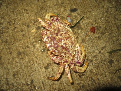 12 12 トゲクリガニな函館湾の釣り マコガレイが釣れている どこかで 釣り Comoミール 函館 Hakodate の真面目なブログ