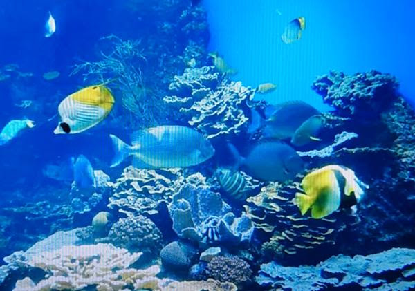 私 生まれ変わったら魚になりたいな 人間は心が汚いから キレイな海で泳ぐ魚になりたい サンゴ礁へのボケ ボケて Bokete