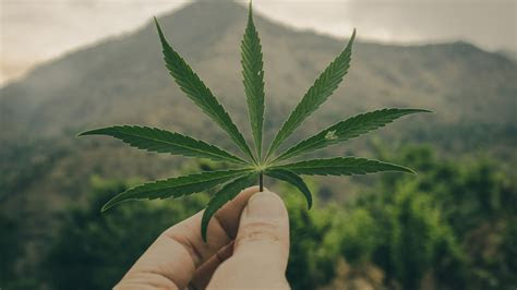 Shop for iphone x at best buy. Man Is Holding Weed Leaf In Hand HD Weed Wallpapers | HD