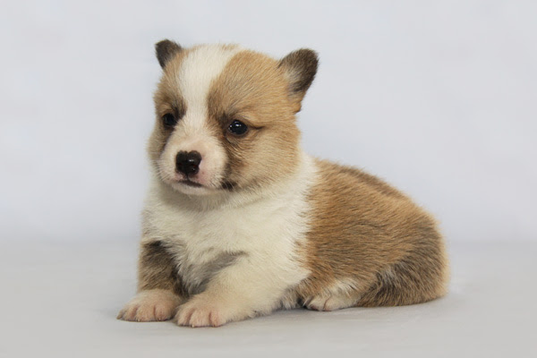 セキノの大人しいコーギー可愛い子犬成長報告 愛犬ハウスセキノ かわいい仔犬