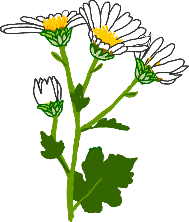 菊 キク 育て方 栽培 イラスト