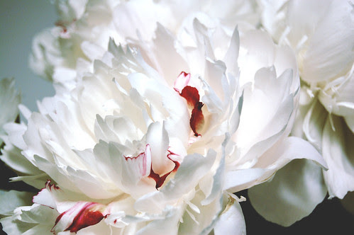 peonies