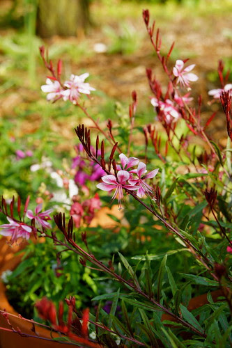 DSC06748 - Version 2