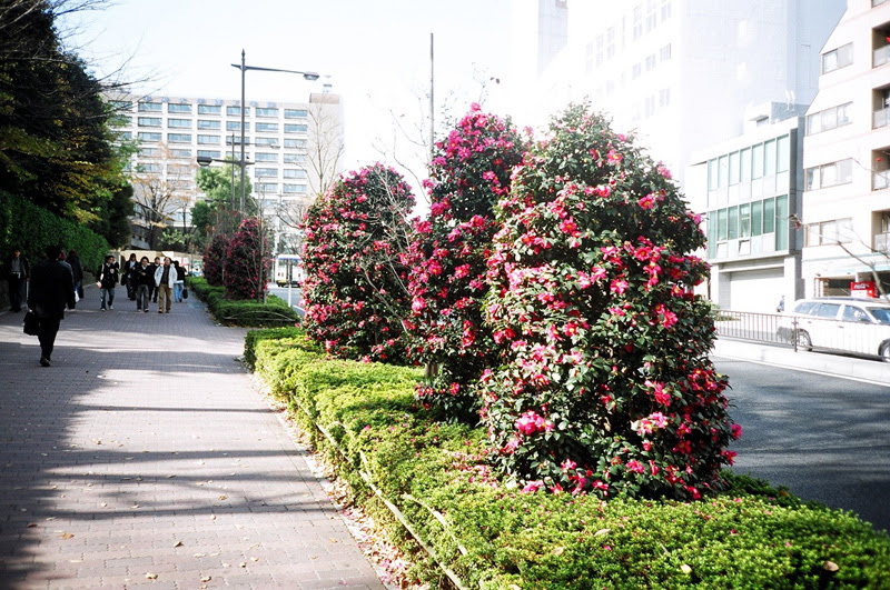 東京の街路樹 その２ 大部分の画像は クリックすると大きくなります サザンカ Sasanqua Camellia Camellia Sasanqua 文京区春日一丁目 春日通り 中央大学工学部付近 にて ツバキ科ツバキ属の常緑小高木 サザンカは常緑樹で 花の
